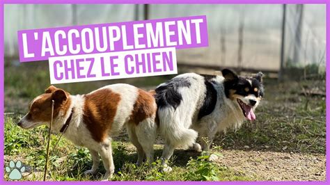 dogxxx|Tube de chien gratuit avec des vidéos de baise hardcore au zoo